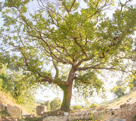 Fototapeta premium ancient nikopolis preveza greece ruins of ancient christian church