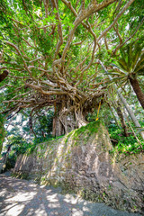 樹齢300年の阿権のガジュマル