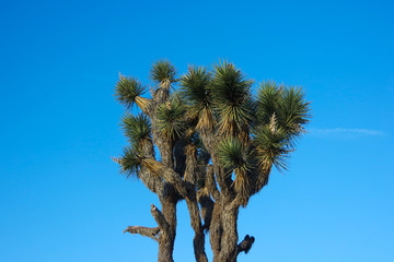 매력적인 조슈아 트리, 조슈아 트리 국립공원의 광활한 풍경