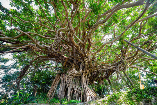 ガジュマルの木」の写真素材 | 2,851件の無料イラスト画像 | Adobe Stock