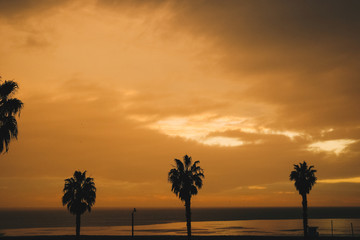 노랗게 물든 산타모니카 해변의 풍경과 야자수의 실루엣 들