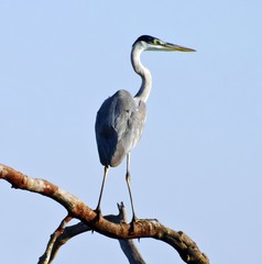 A great blue heron (Ardea herodias), perched on a tree branch, in Pantanal, the Brazilian wetlands, Piquiri river