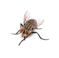 fly isolated on  white background