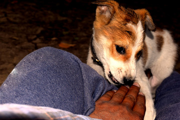 white Jack Russell Terrier puppy Having fun in summer,Villager's hands playing with him