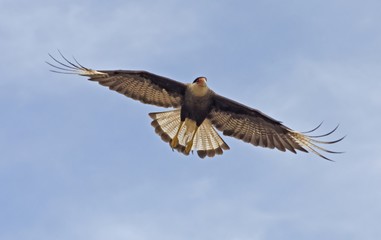 A souther crested carcara (Caracara plancus), in flight, shot at Piquiri river, Pantanal (Brazilian wetlands).