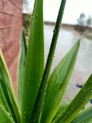Obraz premium aloe vera plant