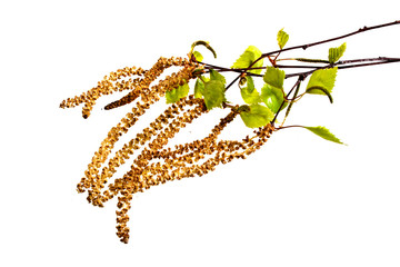 Naklejka premium birch buds isolated on white background