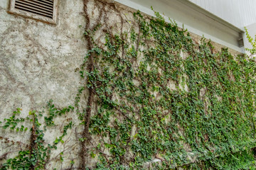 Blank wall with green climber tree