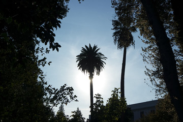 야자수와 여러 식의 실루엣과 파란 하늘