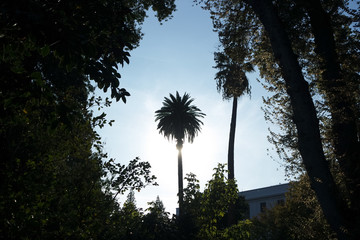 야자수와 여러 식의 실루엣과 파란 하늘