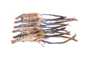 Fresh shrimp on white background
