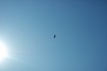 파란하늘의 상공을 날고 있는 독수리 