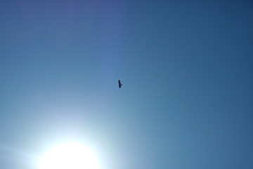 파란하늘의 상공을 날고 있는 독수리 