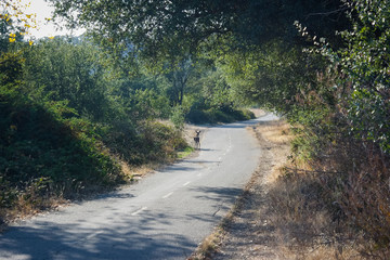 트레킹 중 만난 야생 사슴과  푸른 나무, 녹지