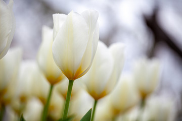 White tulips blooming during spring time. Closeup shot from low angle.
