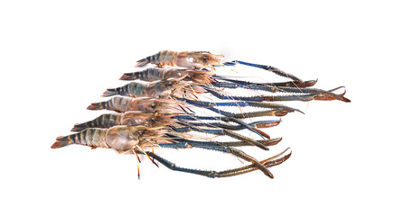 Fresh shrimp on white background