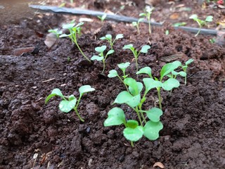 Sprouts thrive in black soil