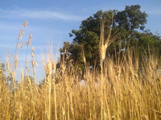 grass and sky