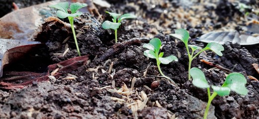 Sprouts thrive in black soil