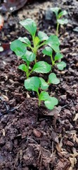 Sprouts thrive in black soil