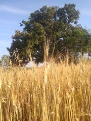 field of wheat
