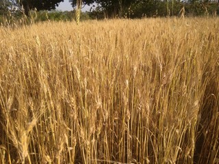golden wheat field