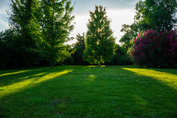 Fototapeta na wymiar Natural background with green lawn