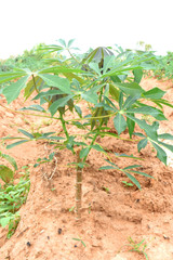 Close up of cassava plant  in farmland at countryside 