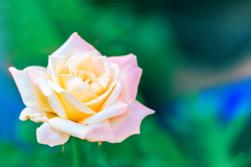 Beautiful sweet orange rose bud flower , love and romantic concept