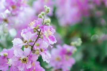 Closeup beautiful pink Inthanin flower in the field with sunlight at morning, selective focus