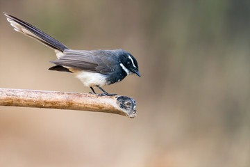 White-throated Fantail