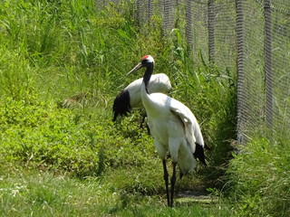 Red Crane in Hokkaido, Japan