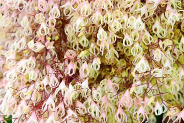 Close up Thai Chestnut flowers, Nature background