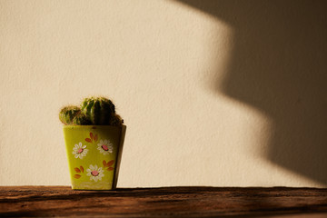 Still life with cactus on sunlight