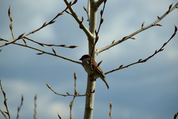Sparrow among the branches against the background of spring clouds