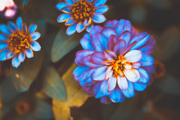 Gerbera flowers beautiful tone background