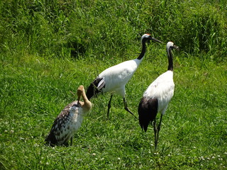 Red Crane in Hokkaido, Japan