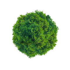 Green tree  circle isolated on white
