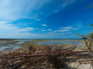 Fototapeta na wymiar dead tree on the low tide beach