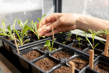 Woman tends to her seed starts in the green house.