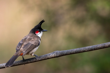 Red-Whiskered Bulbul