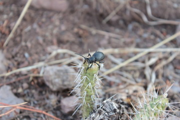 Escarabajo sobre cactacea 2