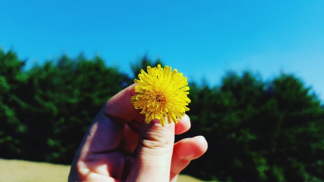 Close-up Of Hand Holding Yellow Dandelion Flower