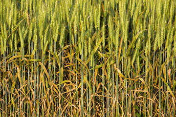 Wheat field closeup in golden light