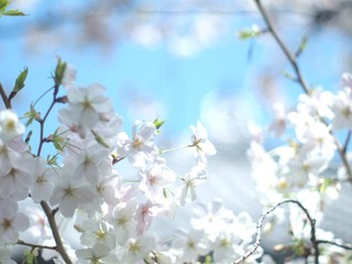 Beautiful Cherry Blossoms in Tokyo