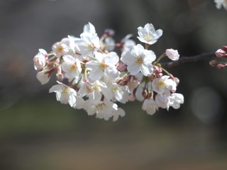 Beautiful Cherry Blossoms in Tokyo