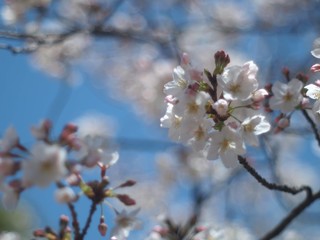 Beautiful Cherry Blossoms in Tokyo