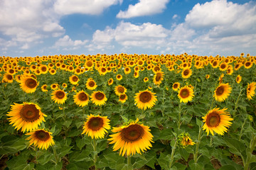 Field of many yellow sunflowers