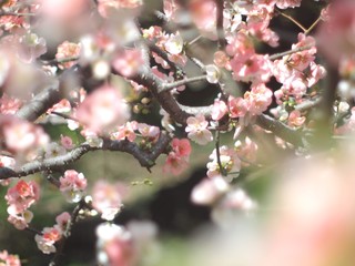 Beautiful Cherry Blossoms in Tokyo