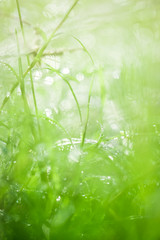 Green grass on meadow field with drops of water. Abstract green natural background.